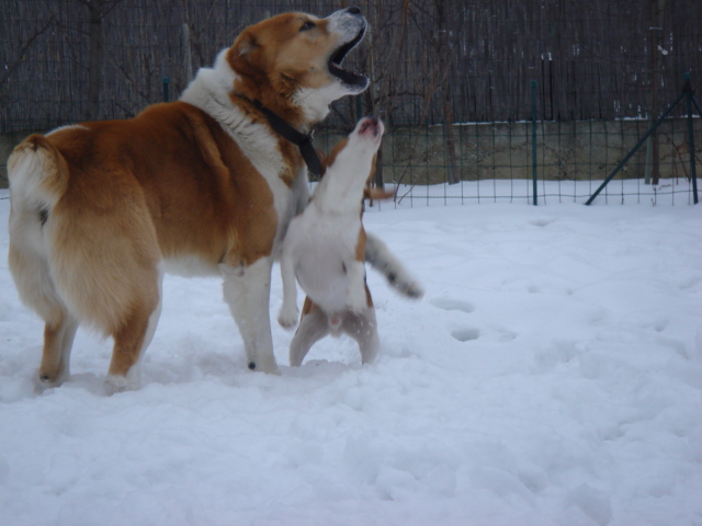 Balo Malumi & Merlin