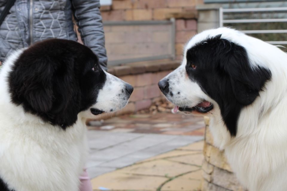 Winter Dog Show Budapest Catherine & Abdul