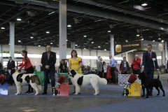 Winter Dog Show Budapest Abdul