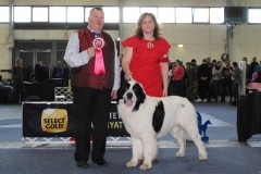 Winter Dog Show Budapest Abdul