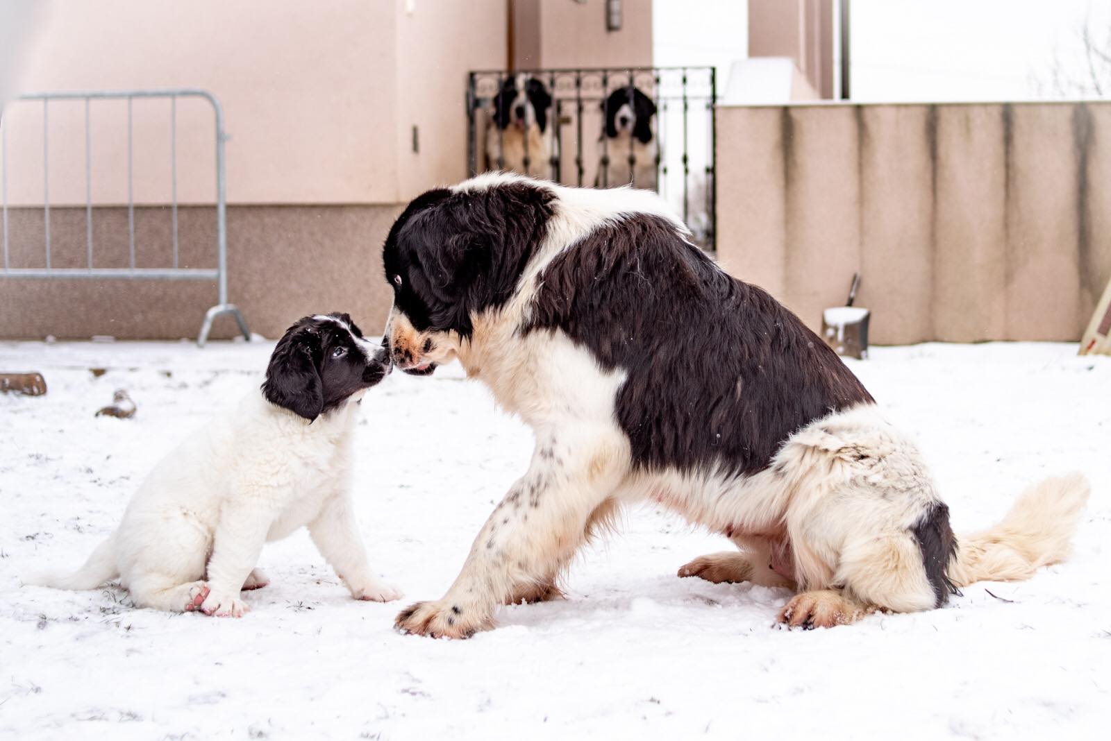 Dakota & Afra