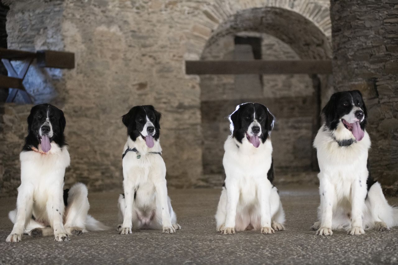 Eragon & Enya Elrond & Ezzy