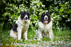 Ezzy & Dafra