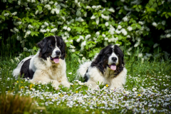 Ezzy & Dafra