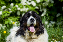 Dafra