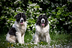 Ezzy & Dafra