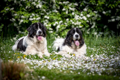 Ezzy & Dafra
