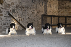 Eragon & Enya Elrond & Ezzy