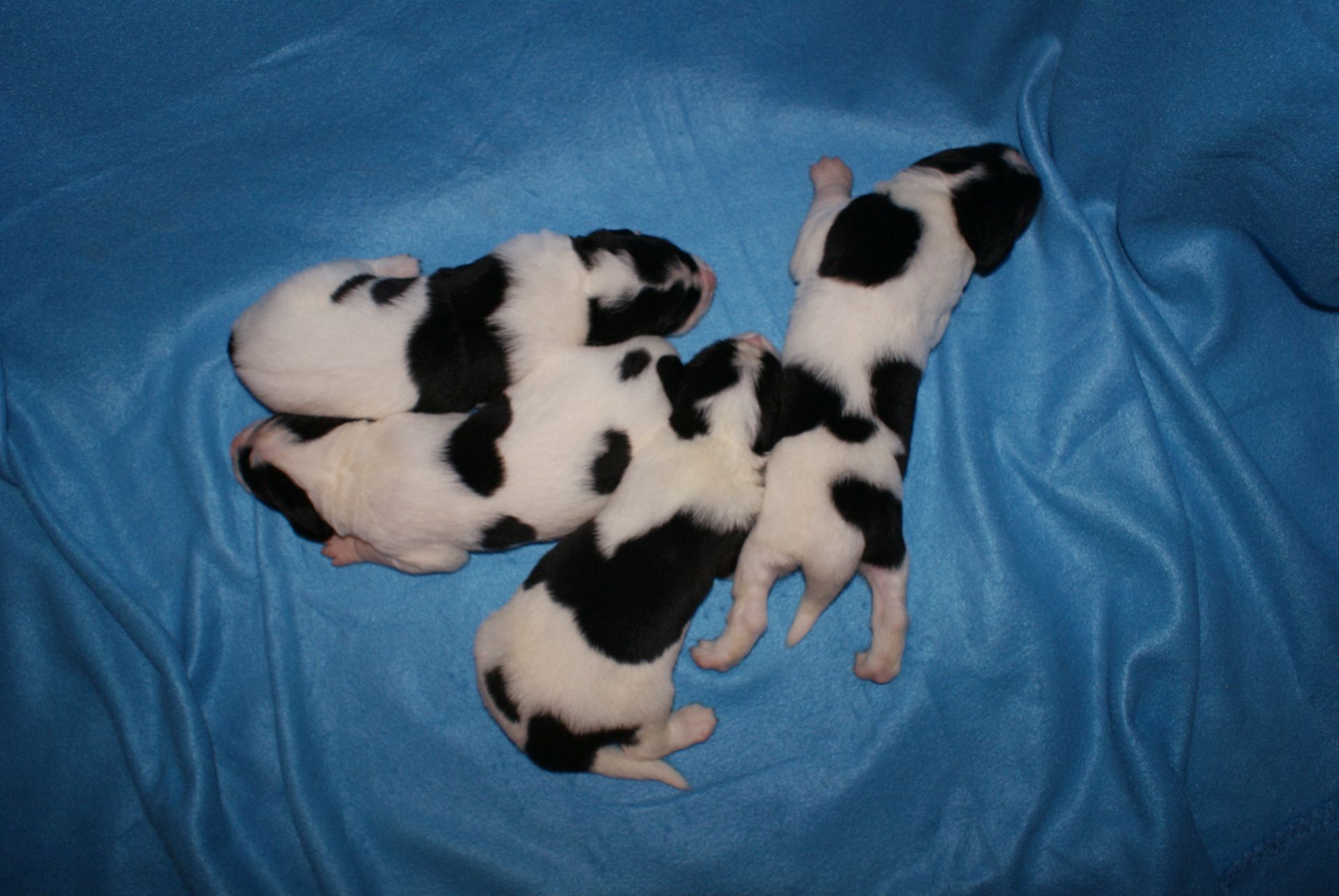 Males